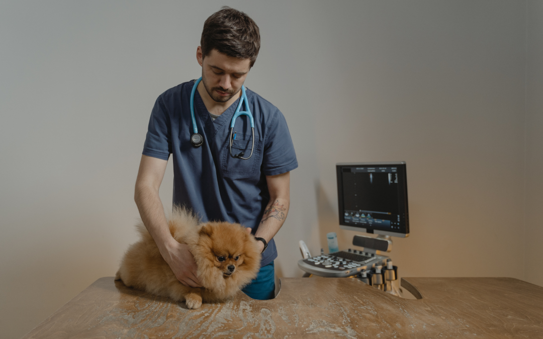 How Often Should you Bring Your Pets to the Vet?