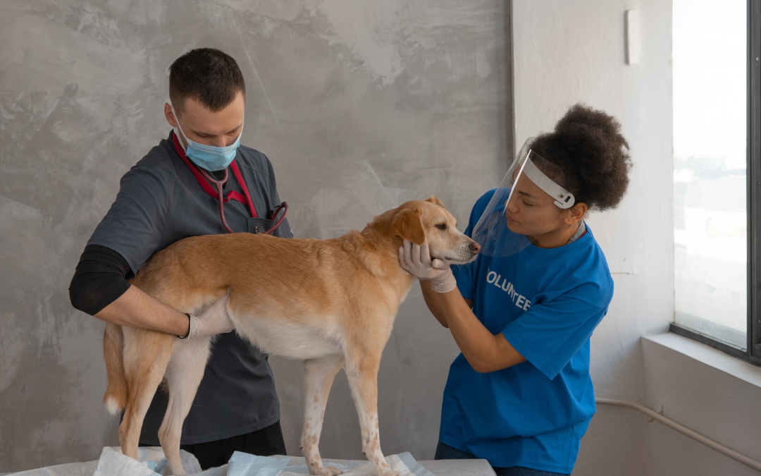 How to Find a Perfect Vet for Your Pet